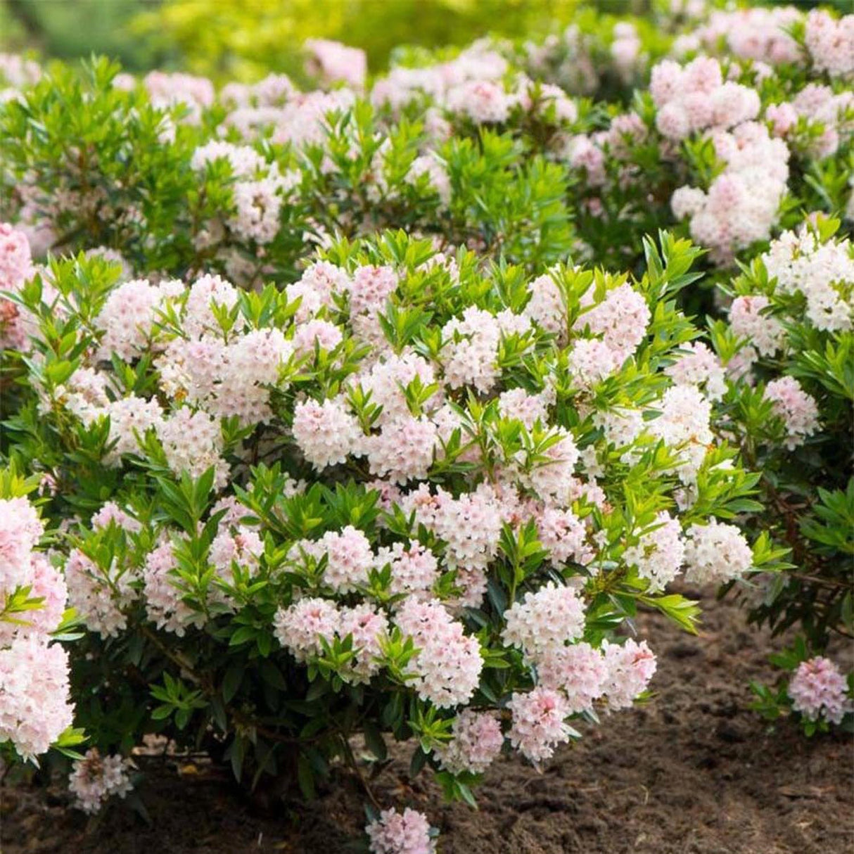 Японска азалия (Rhododendron) Bloombux, с розово-кремави цветове