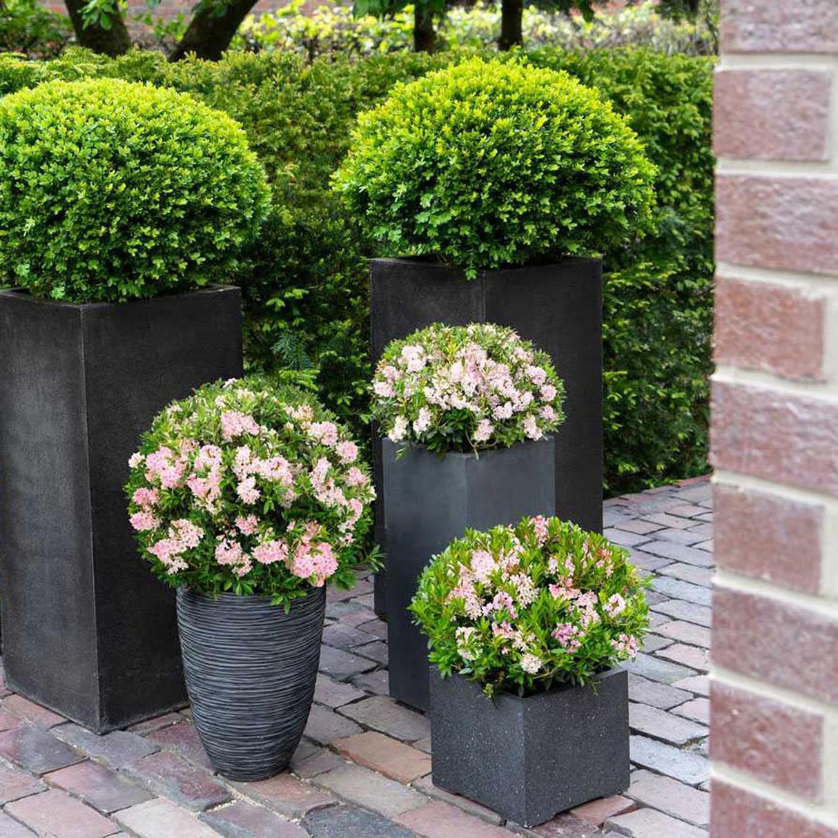 Azaleea japoneza (Rhododendron) Bloombux, cu flori roz-crem