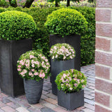 Azaleea japoneza (Rhododendron) Bloombux, cu flori roz-crem