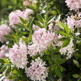 Azaleea japoneza (Rhododendron) Bloombux, cu flori roz-crem