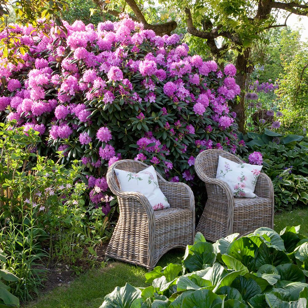 Японска азалия (Rhododendron) Bloombux, с розово-кремави цветове