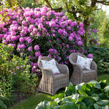 Японска азалия (Rhododendron) Bloombux, с розово-кремави цветове