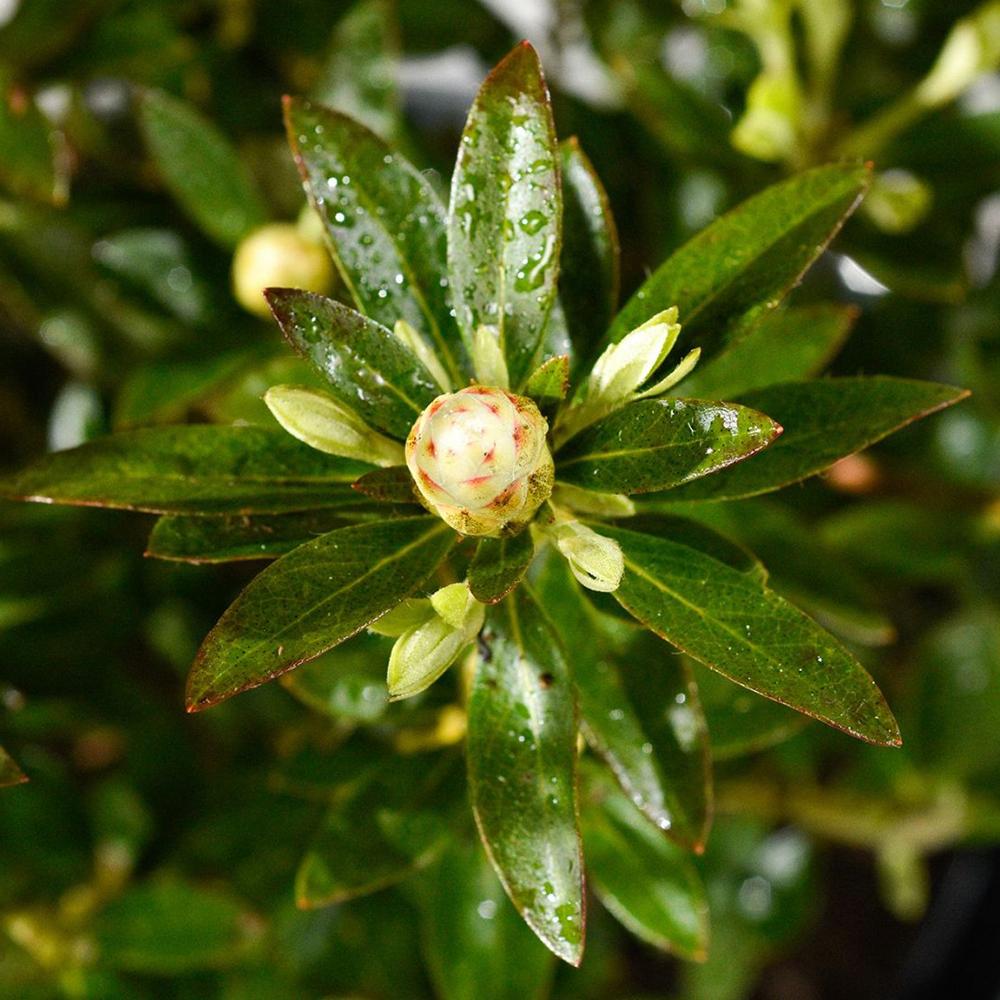 Японска азалия (Rhododendron) Bloombux, с розово-кремави цветове