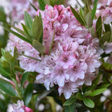 Японска азалия (Rhododendron) Bloombux, с розово-кремави цветове