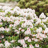 Японска азалия (Rhododendron) Bloombux, с розово-кремави цветове