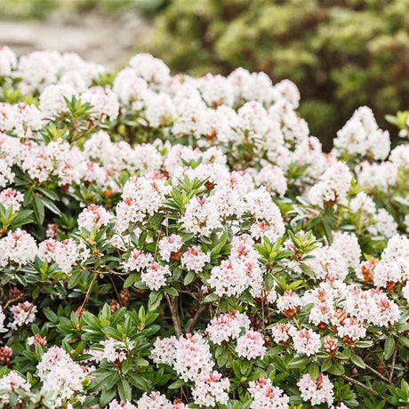 Японска азалия (Rhododendron) Bloombux, с розово-кремави цветове