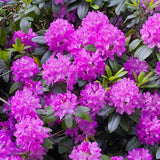 Azaleea japoneza (Rhododendron) Roseum Elegans, cu flori roz-lila
