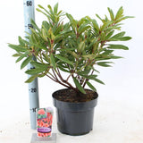 Азалия (Rhododendron) 'Tortoiseshell Orange' – вечнозелен храст с портокалово-розови цветове