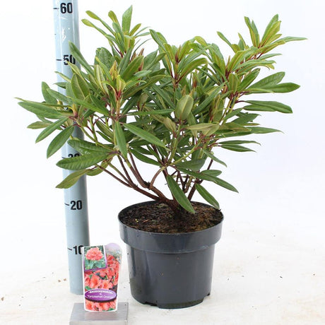 Азалия (Rhododendron) 'Tortoiseshell Orange' – вечнозелен храст с портокалово-розови цветове