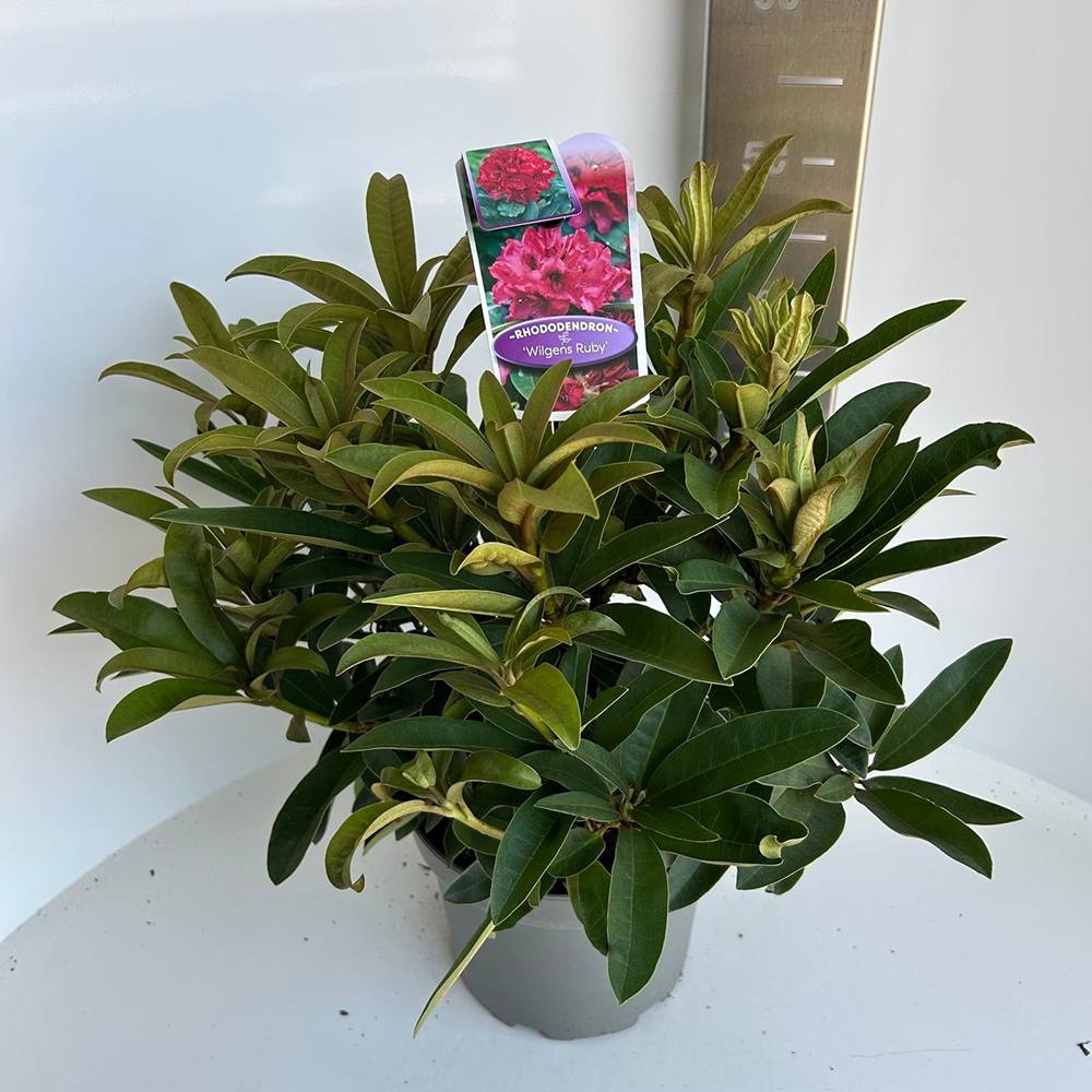 Азалия японска (Rhododendron) Wilgens Ruby – вечнозелен храст с рубиненочервени цветове