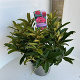 Азалия японска (Rhododendron) Wilgens Ruby – вечнозелен храст с рубиненочервени цветове