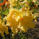 Azaleea Japoneza (Rhododendron) Harvest Moon, cu flori galbene,  inflorire primavara, rezistent la ger
