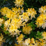 Azaleea Japoneza (Rhododendron) Harvest Moon, cu flori galbene,  inflorire primavara, rezistent la ger