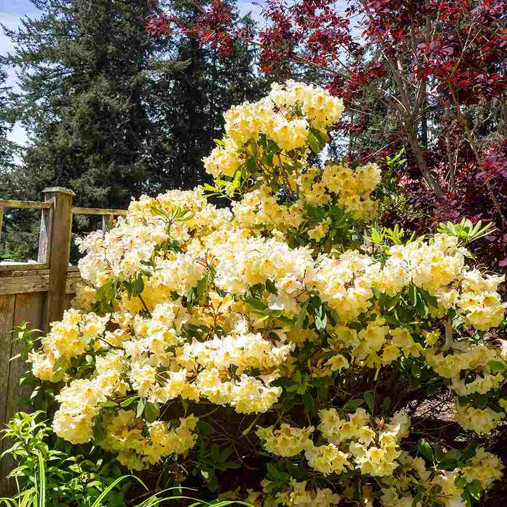 Azaleea Japoneza (Rhododendron) Harvest Moon, cu flori galbene,  inflorire primavara, rezistent la ger