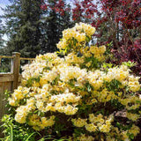 Azaleea Japoneza (Rhododendron) Harvest Moon, cu flori galbene,  inflorire primavara, rezistent la ger