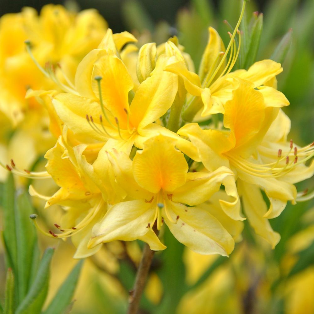 Azaleea Japoneza (Rhododendron) Harvest Moon, cu flori galbene,  inflorire primavara, rezistent la ger
