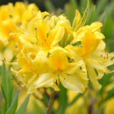 Azaleea Japoneza (Rhododendron) Harvest Moon, cu flori galbene,  inflorire primavara, rezistent la ger