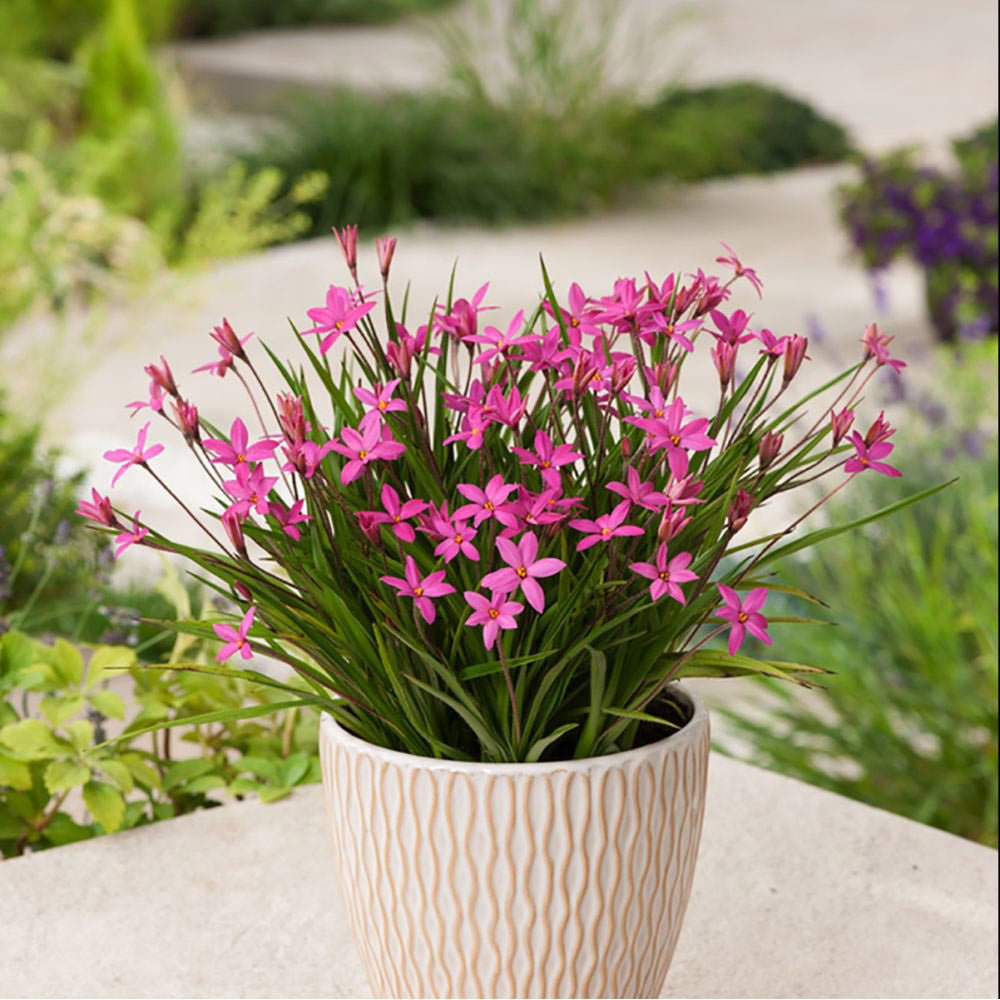 Rhodoxis Fairy Tale