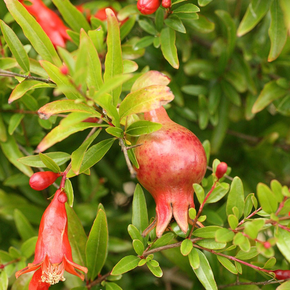 Rodiu Tip Copac (Punica Granatum), cu flori rosii