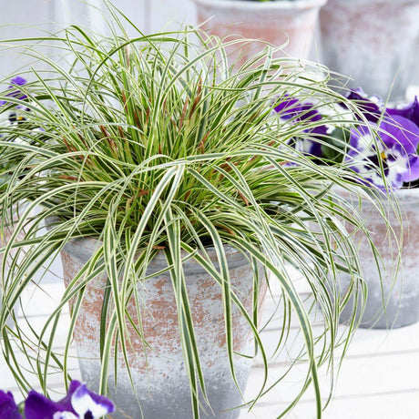 Декоративна трева Carex Sedge Evercream, зелено-бяла
