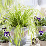 Декоративна трева Carex Rogoz Everillo, лайм зелено