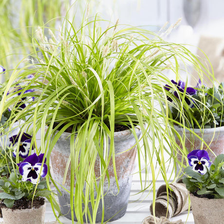 Декоративна трева Carex Rogoz Everillo, лайм зелено