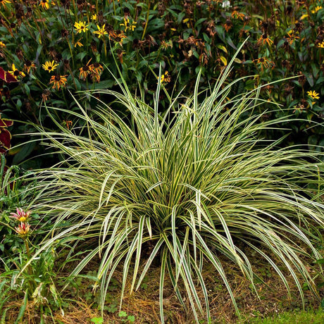 Iarba Ornamentala Carex Rogoz Goldband