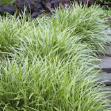 Iarba Ornamentala Carex Rogoz Ice Dance, verde-alb