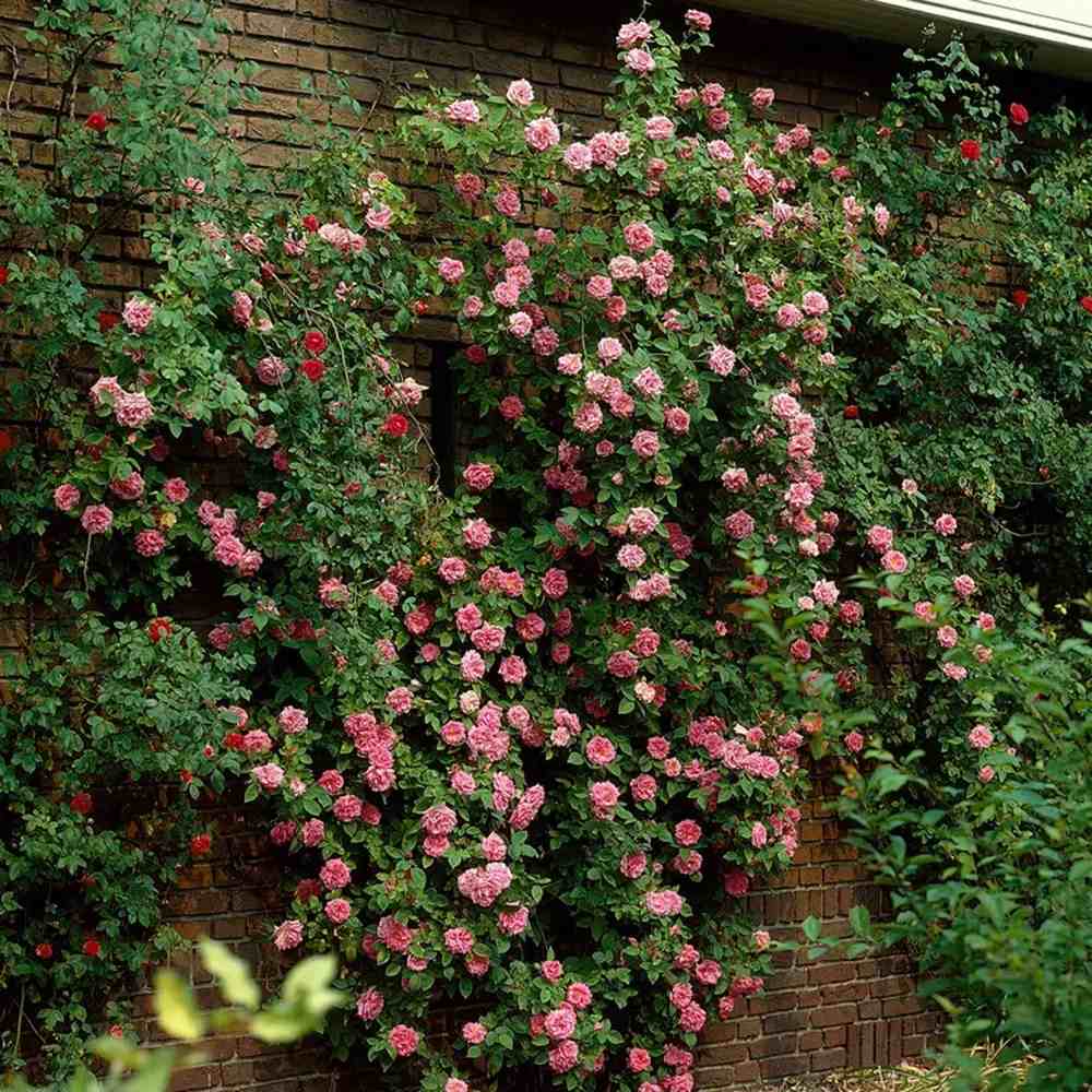 Катерлива роза Chaplin's Pink Climber – нежно розови цветове и повторен цъфтеж за перголи и огради