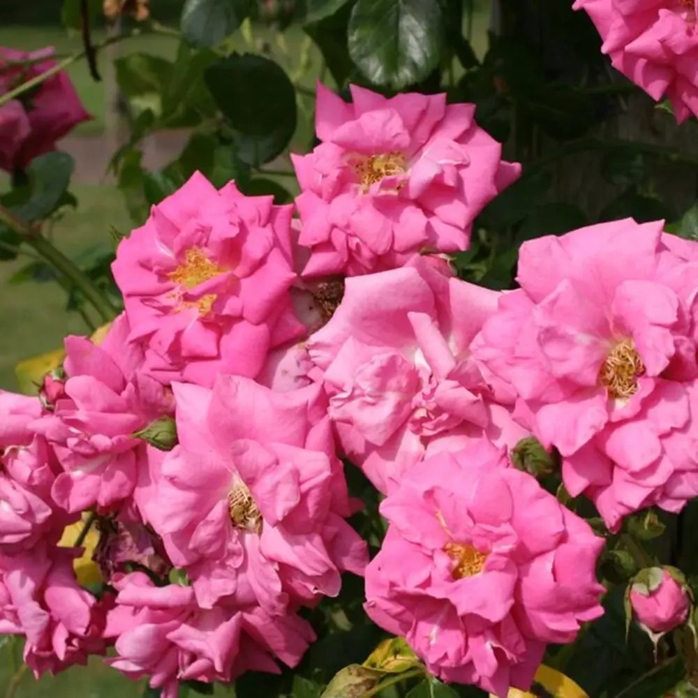 Катерлива роза Chaplin's Pink Climber – нежно розови цветове и повторен цъфтеж за перголи и огради