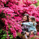 Катерлива роза Chaplin's Pink Climber – нежно розови цветове и повторен цъфтеж за перголи и огради
