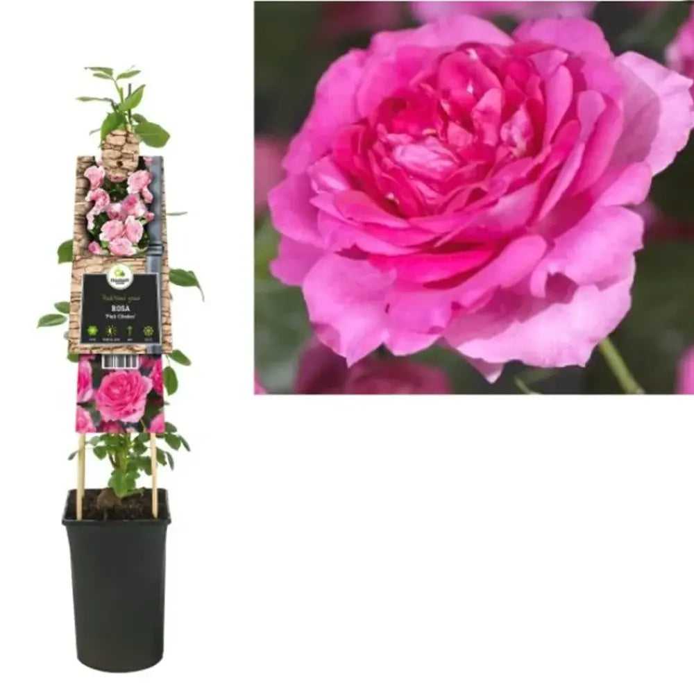 Катерлива роза Chaplin's Pink Climber – нежно розови цветове и повторен цъфтеж за перголи и огради