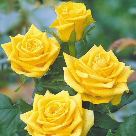 Катерлива роза Golden Climber – златистожълти ароматни цветове с продължителен цъфтеж