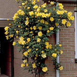 Катерлива роза Golden Climber – златистожълти ароматни цветове с продължителен цъфтеж