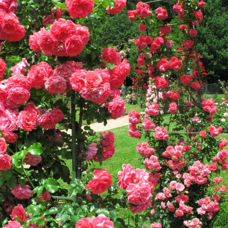 Trandafir Catarator roz-intens Rosarium Uetersen, parfum intens