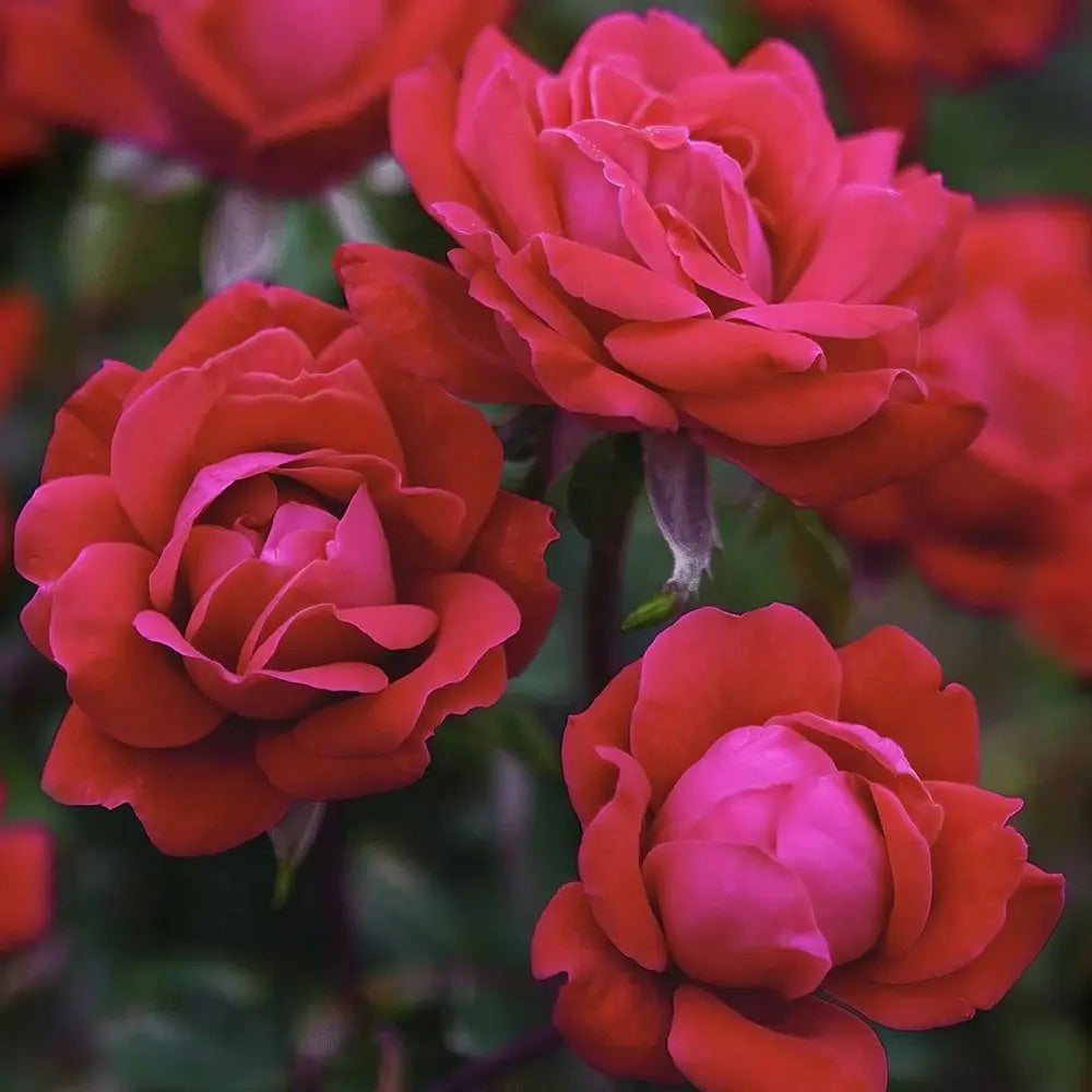 Trandafir Pomisor Teahibrid Manora, cu flori parfumate rosii, inflorire repetata si decorativ