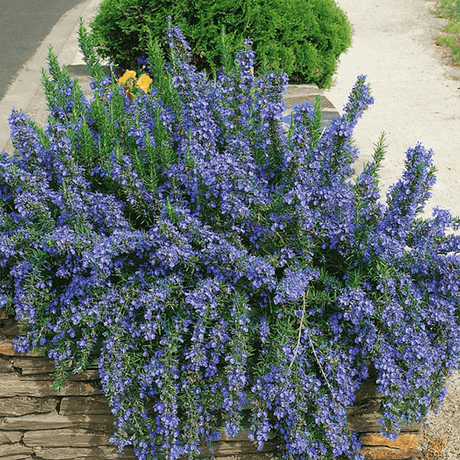 Rozmarin Capri in ghiveci - Parfum Intens