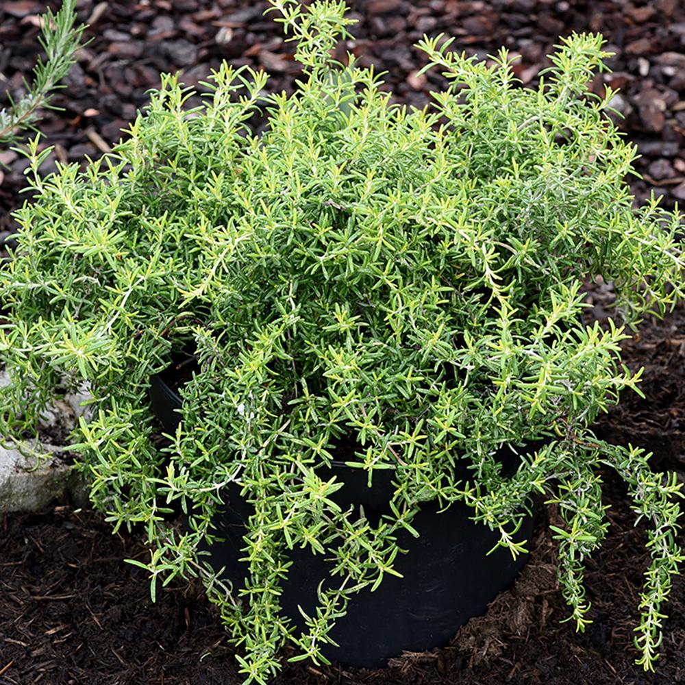 Rozmarin Capri in ghiveci - Parfum Intens
