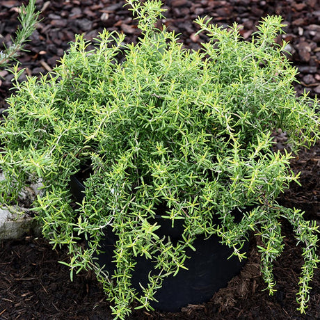 Rozmarin Capri in ghiveci - Parfum Intens