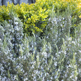 Rozmarin Capri in ghiveci - Parfum Intens