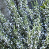 Rozmarin Capri in ghiveci - Parfum Intens