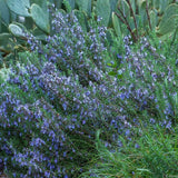 Rozmarin Capri in ghiveci - Parfum Intens