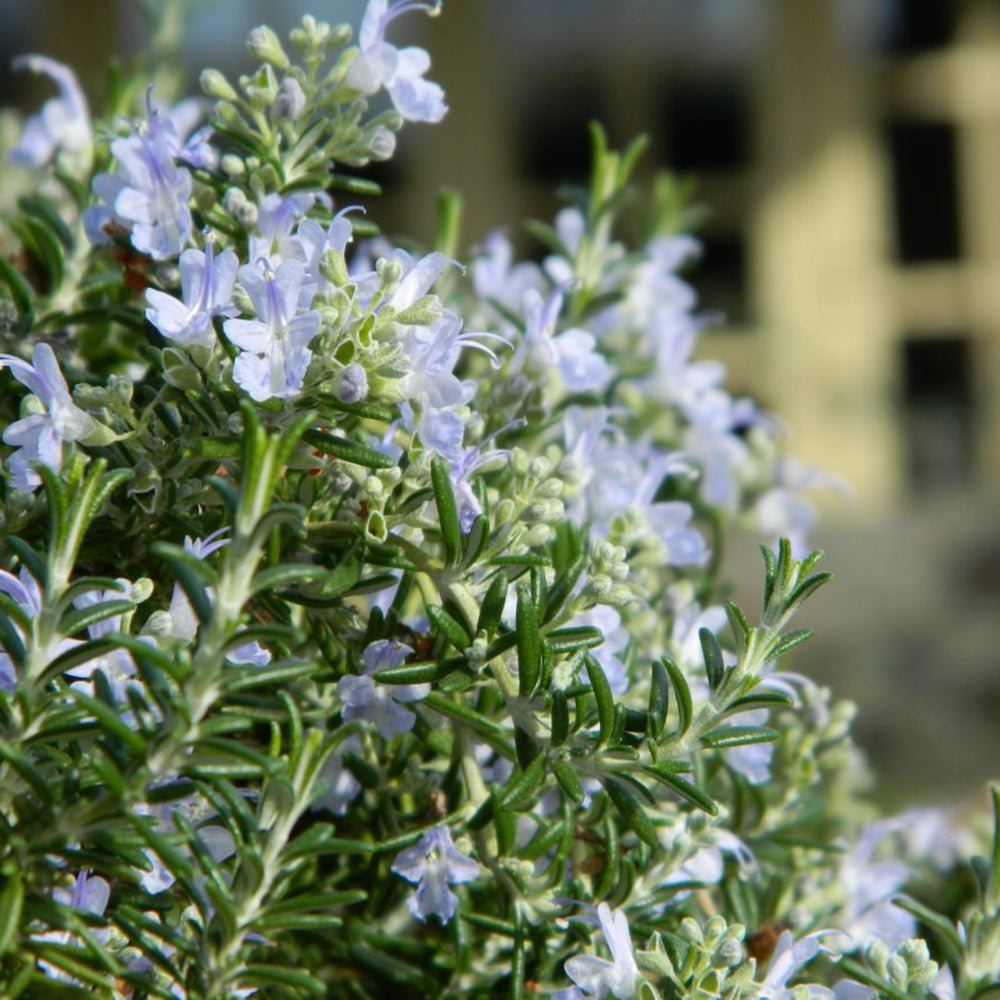 Rosemary Officialis в саксии, интензивен аромат