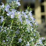 Rosemary Officialis в саксии, интензивен аромат