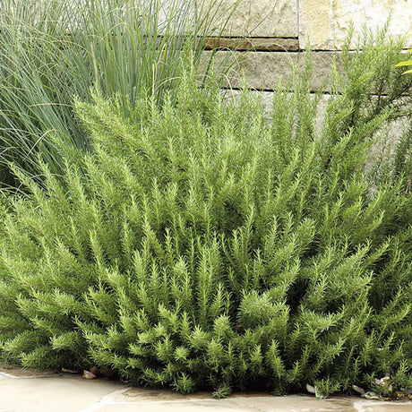 Rosemary Officialis в саксии, интензивен аромат