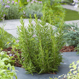 Rosemary Officialis в саксии, интензивен аромат