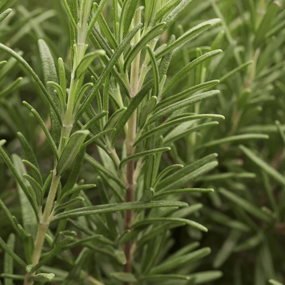 Rosemary Officialis в саксии, интензивен аромат