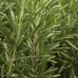 Rosemary Officialis в саксии, интензивен аромат