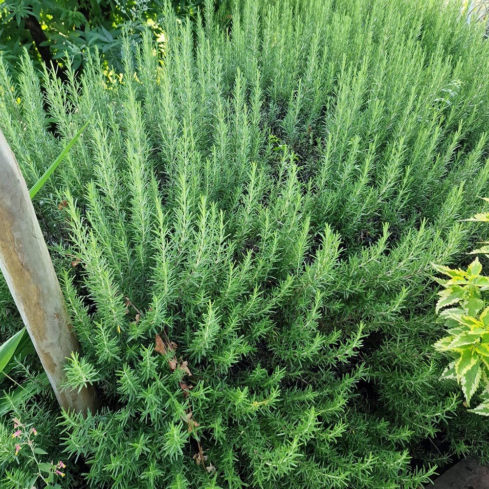 Rosemary Officialis в саксии, интензивен аромат