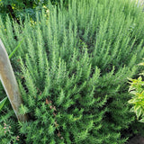 Rosemary Officialis в саксии, интензивен аромат